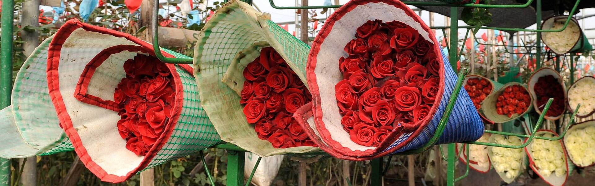Rosensträuße Mehrere Sträuße mit roten Rosen lagern nebeneinander