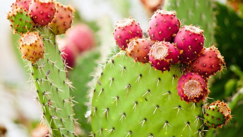 Product information Prickly Pear Seed Oil